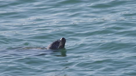 Seehund-Im-Meer-Versunken,-Mit-Dem-Kopf-über-Wasser,-Und-Sich-Umschauend