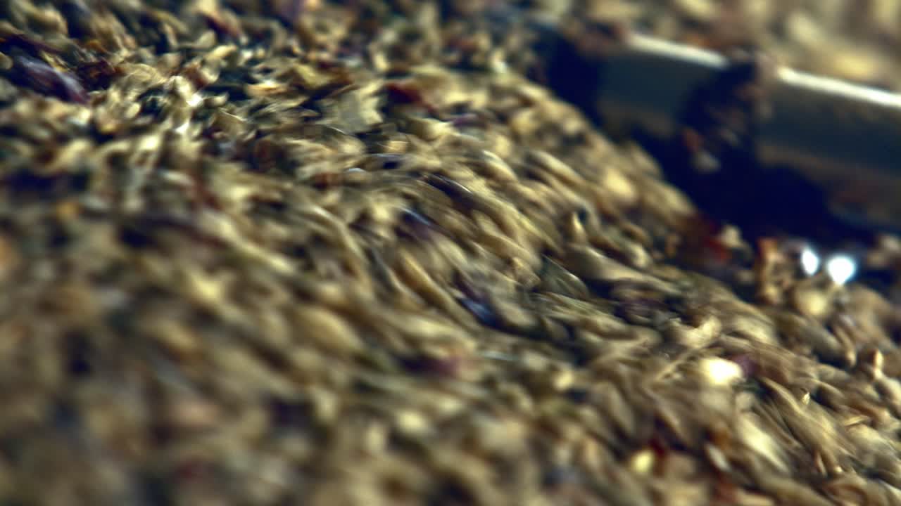 Green, unroasted, freshly harvested coffee beans in the shaker gravity processor at a factory