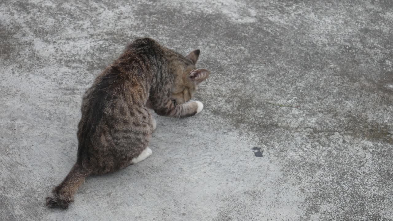 혀를 씻고 있는 인도네시아 현지 고양이