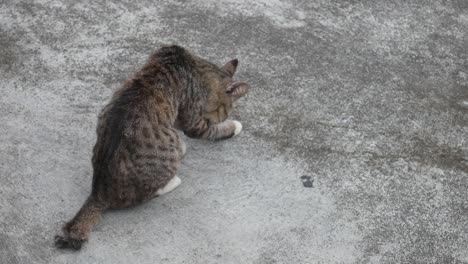 indonesian local cat is washing her tongue