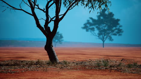 acacia-triis-in-african-landscape