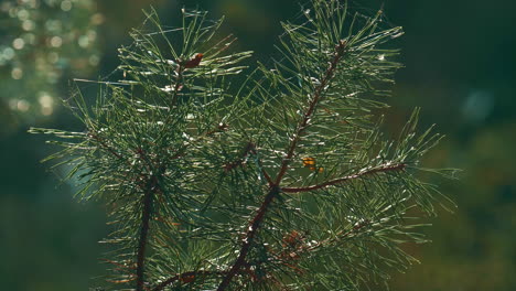 Grüne-Herbstkiefernnadeln-Wachsen-In-Meditativer-Makroansicht,-Bezauberndem-Wald.