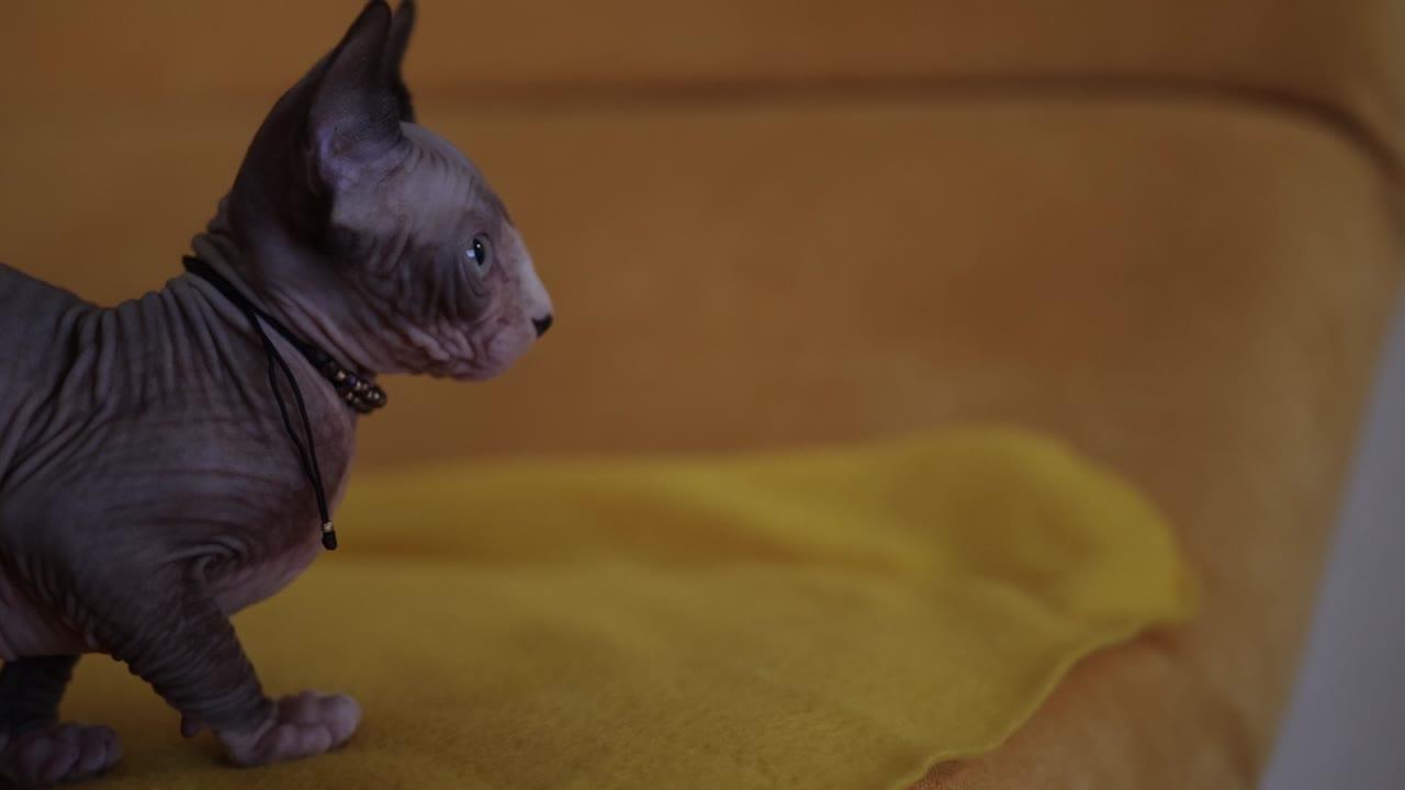 캐나다 스핀크스의 클로즈업: 집에서 눈을 고