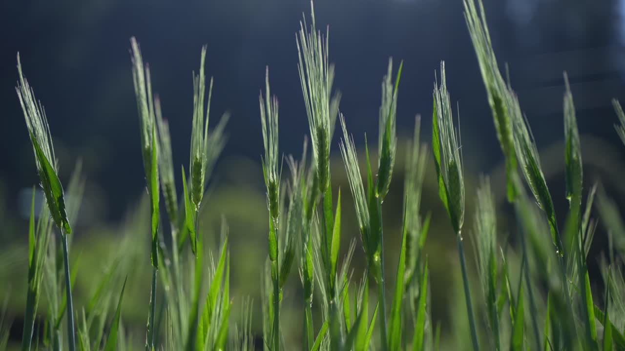 Wheat cultivated in the hilly areas.