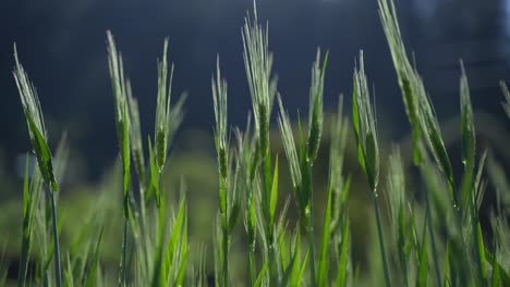 wheat cultivated in the hilly areas.