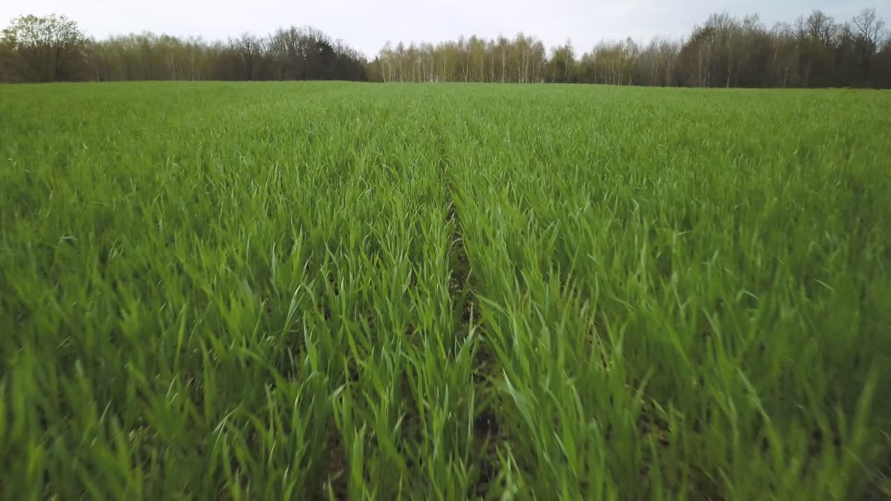 drone fly close to rye crop in organic farm plantation