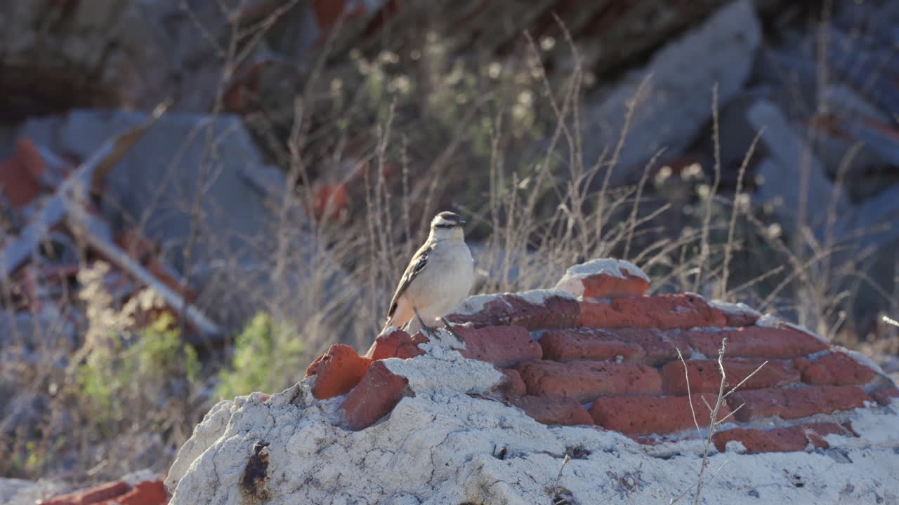 Un pájaro pequeño posado sobre ruinas en una zona urbana destruida, que simboliza la resiliencia, la supervivencia y la esperanza tras la devastación.