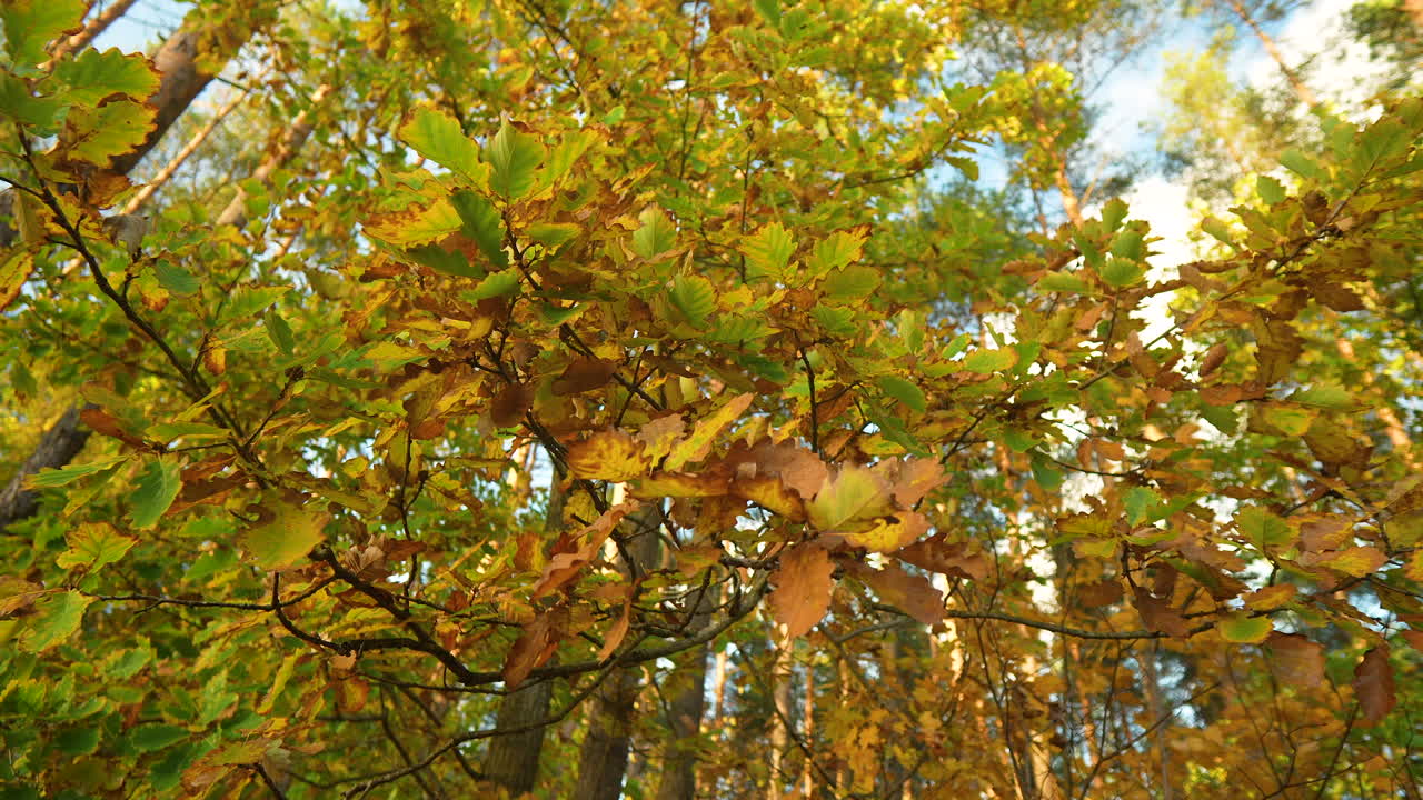 un vibrante dosel de otoño en un entorno de bosque denso
