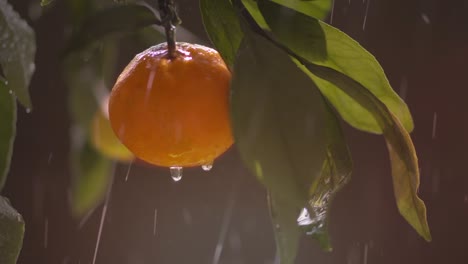 citrus fruits in the glare of the sun and raindrops