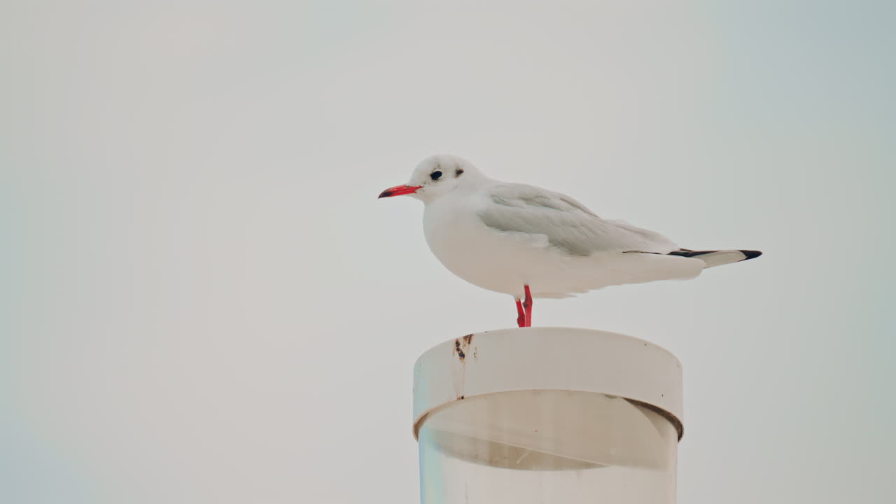 A white gull stands calmly on top of a harbor light against a soft pastel sky, looking directly at the camera