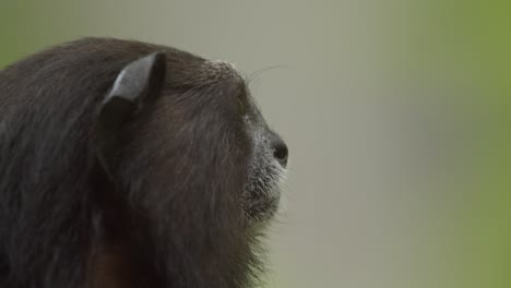 新世界猿 (saddle back tamarins) 新世界猿 (新世界猿)