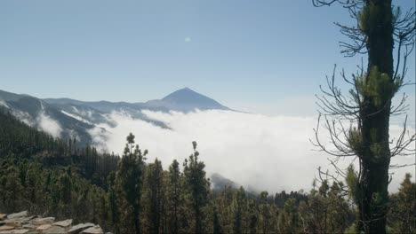 timelapse from pine forest with pico del teide volcano on tenerife, canary islands in spring