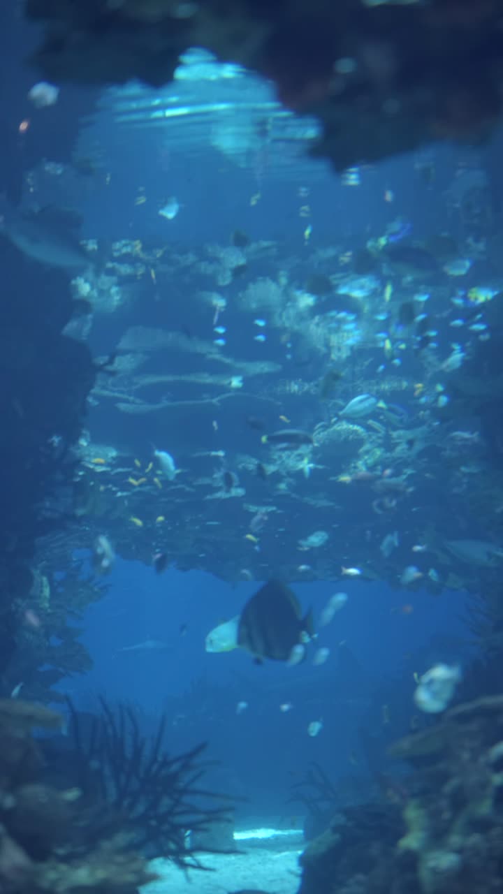 Vibrant Underwater Aquarium Scene with Diverse Fish and Coral Reef