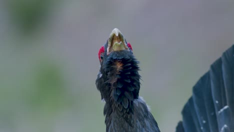 Male-western-capercaillie-roost-on-lek-site-in-lekking-season-close-up-in-pine-forest-morning-light