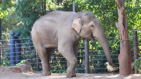 elephant interacting with its environment