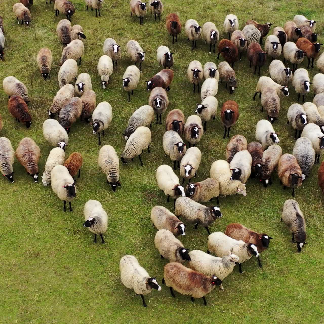 Sheep in herd feeding on grass in green field. Group of beautiful woolly animals on pasture. View from above. Circling shot.