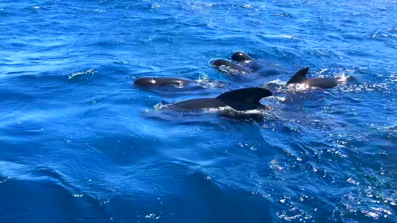 Close encounter with a pod or group of short-finned pilot whales cetaceans swimming free at the atlantic ocean in a whale watching activity in south Spain.
