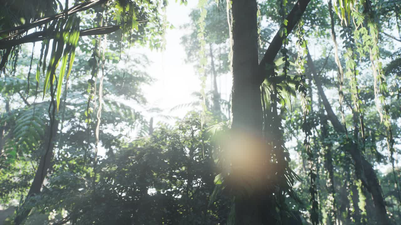 안개 속에 있는 안개 속의 정글 우림