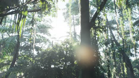 selva lluviosa brumosa en la niebla
