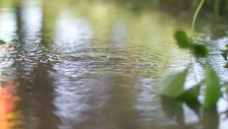 Hidromasaje-Después-De-La-Lluvia-Primer-Plano-Planta-De-Fondo