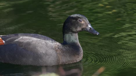 Closeup-of-male-paradise-shelduck-in-New-Zealand-swimming-on-a-pond