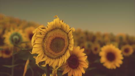 Paisaje-Al-Atardecer-En-El-Campo-De-Girasol