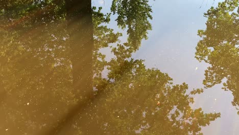 a view of water full of mosquitoes