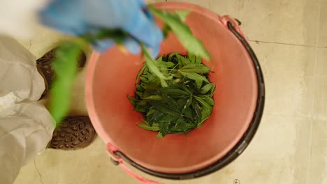 marijuana leaves in a red bucket