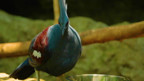 victoria crowned pigeon eating food from a bowl at a bird aviary