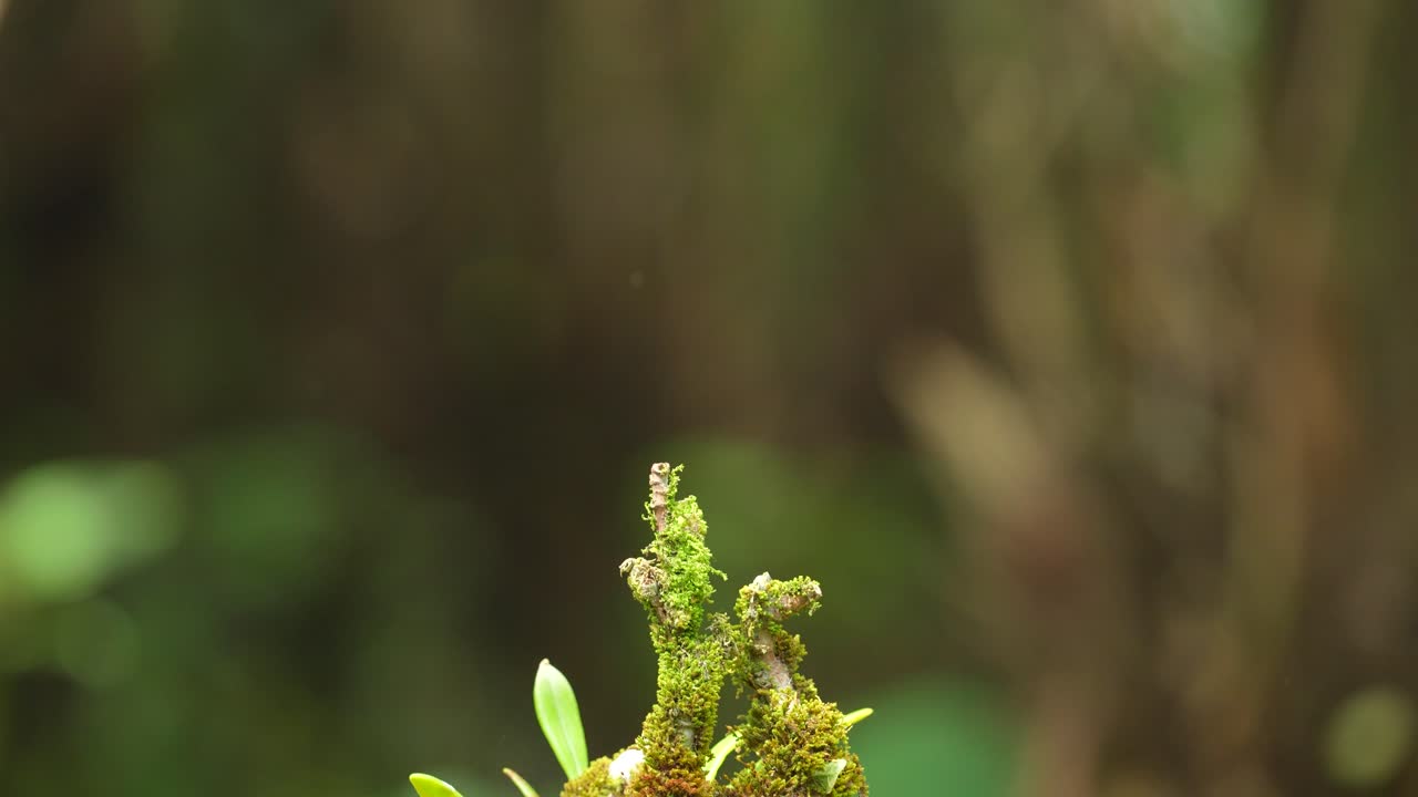 파란 귀 킹피셔는 수영장에서 모스 나무로 뛰어내려 다시 내려갑니다.