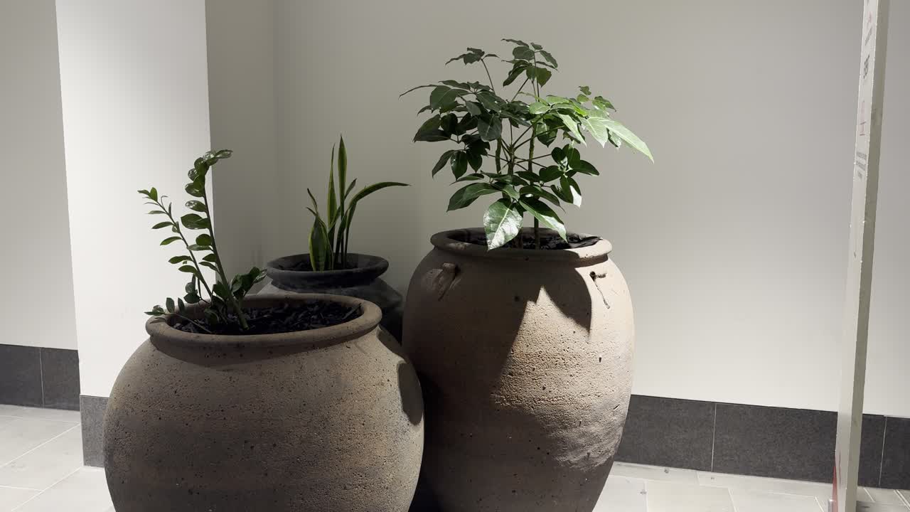 2 large plant in the plant pot in a building