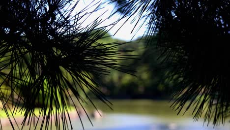 the beautiful view in rikugien gardens