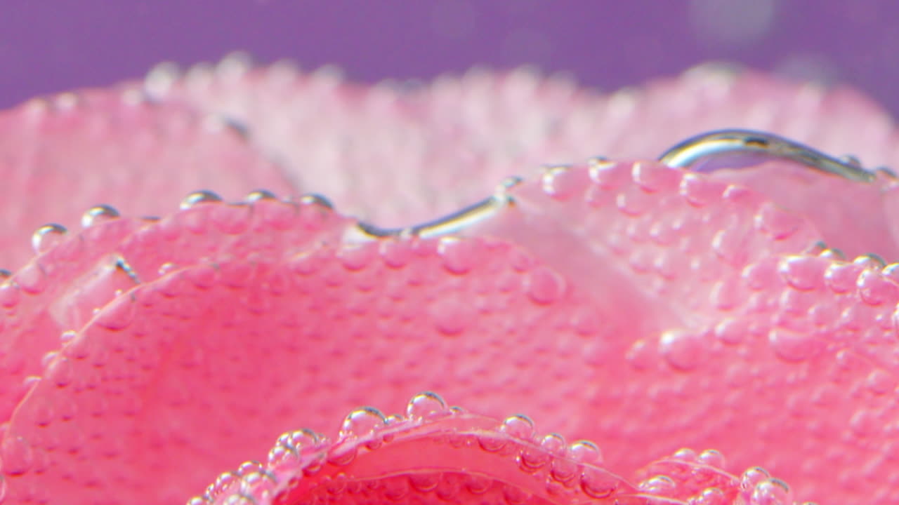 분홍색 장미 꽃잎과 거품