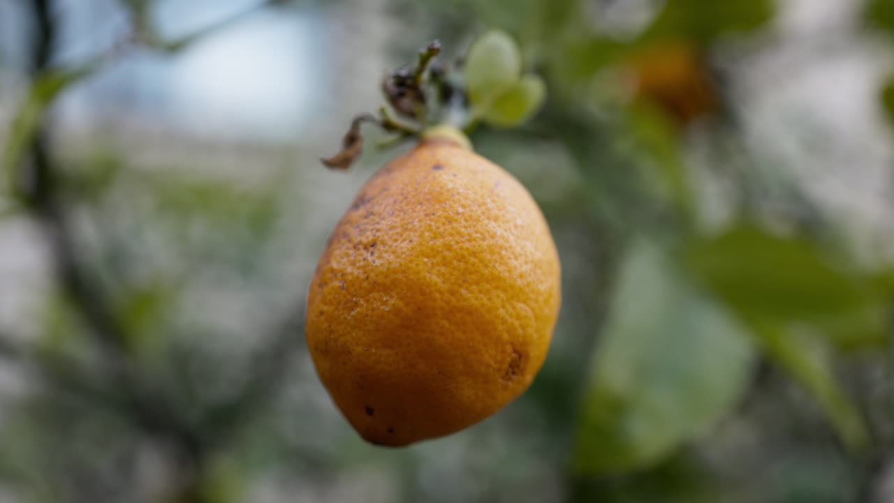 Ripe lemon in macro with shallow depth of field on a backyard tree, showcasing freshness and organic produce