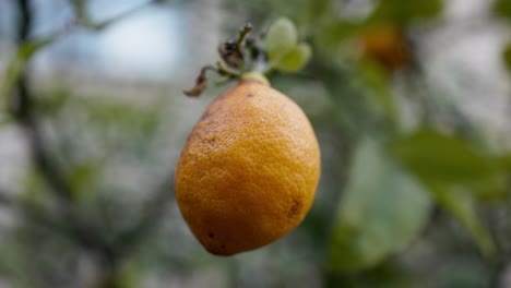 ripe lemon in macro with shallow depth of field on a backyard tree, showcasing freshness and organic produce