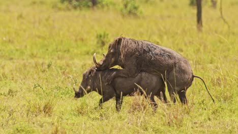 warthogs mating in tall grass grasslands amongst greenery in nature, african wildlife in maasai mara national reserve, kenya, africa safari animals in masai mara north conservancy