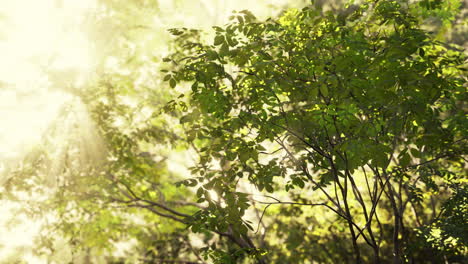 la luz del sol filtrándose a través de las hojas verdes en un bosque