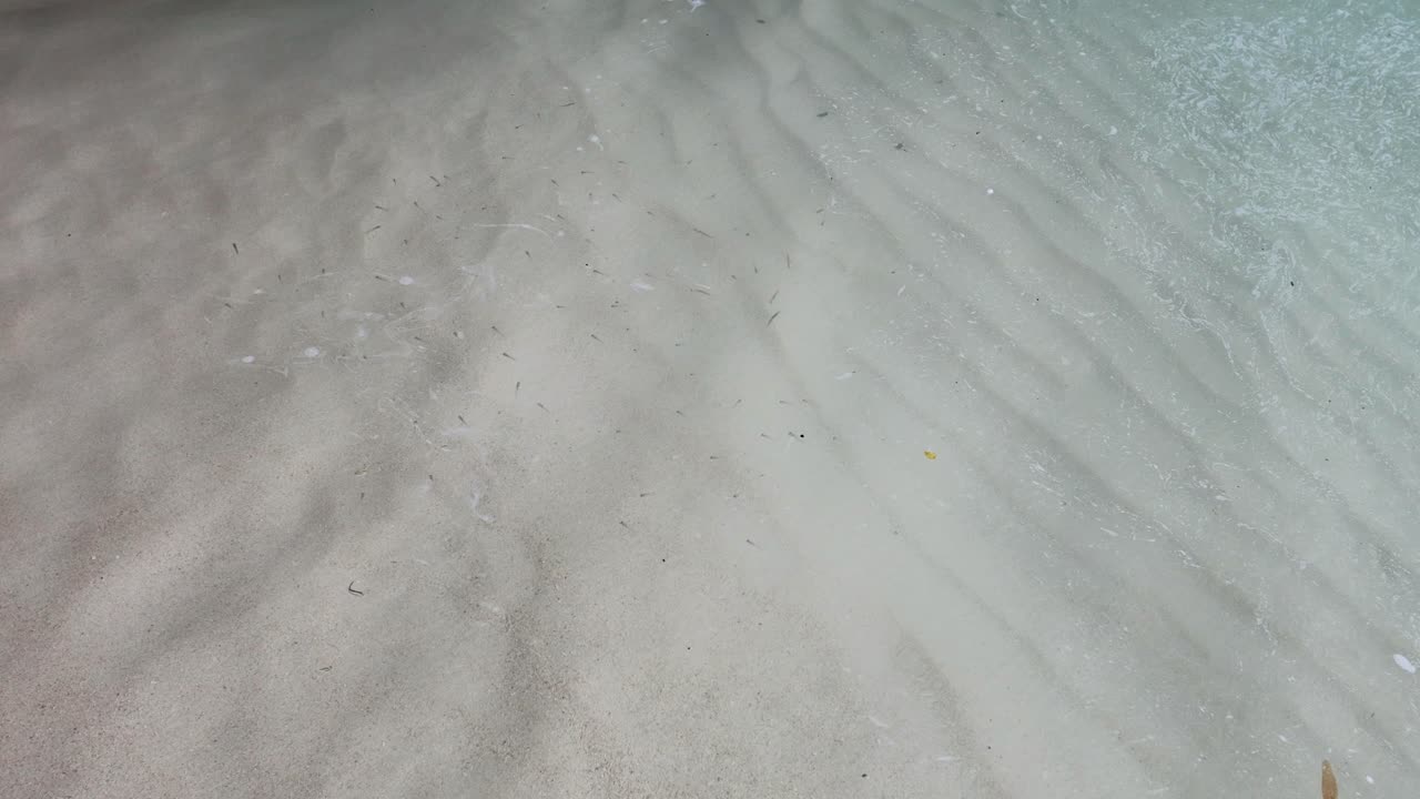 Fish swimming in shallow, clear ocean waters