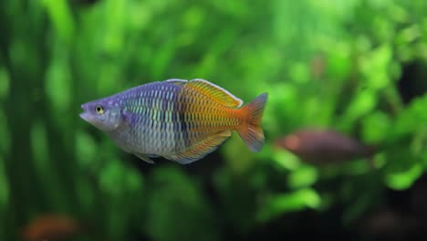 boesemani rainbowfish (melanotaenia boesemani), is a species of fish in the family melanotaeniidae.