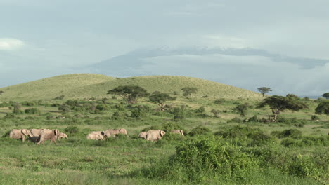 African-Elephant-family-walking-in-grasslands,-with-Mount-Kilimanjaro-in-background,-Amboseli-N