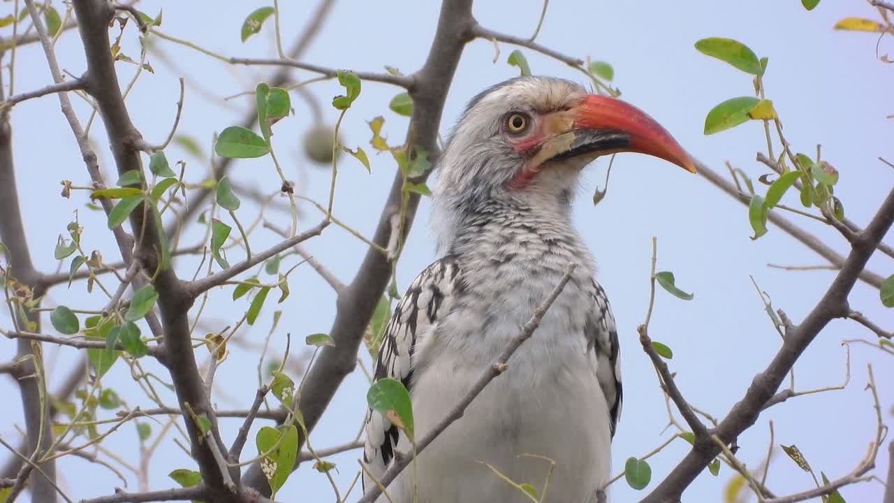 The Southern Red-Billed Hornbill (Tockus rufirostris) Bird In Bushlands Of Southern Africa. Close-up Shot