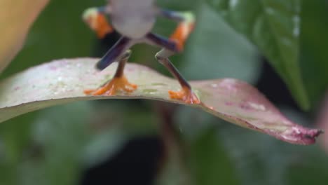 Nahaufnahme-Eines-Rotäugigen-Laubfrosches,-Der-In-Zeitlupe-Von-Einem-Blatt-Im-Dschungel-Springt-1