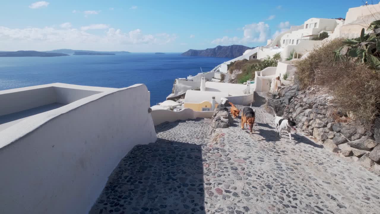 muchos perros corriendo por las calles de oia, santorini, grecia