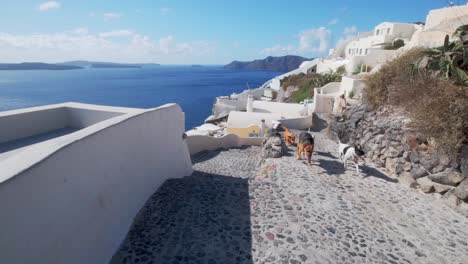 many dogs running on the streets of oia, santorini, greece