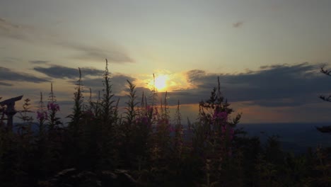 beautiful sunset with pink mountain flowers in the foreground