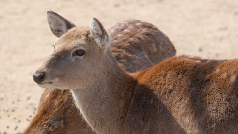 sika deer , northern spotted deer or the japanese deer doe head close-up