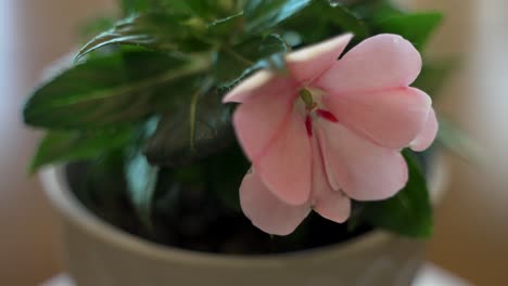 Die-Eingetopfte-Impatiens-Blume-Dreht-Sich-Im-Detail,-Um-Die-Narbe-Zu-Sehen-–-Makro-Nahaufnahme