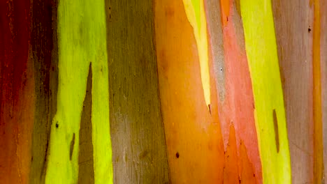 HD-Hawaii-Kauai-slow-motion-full-frame-boom-down-on-a-rainbow-eucalyptus-tree-trunk-to-the-base