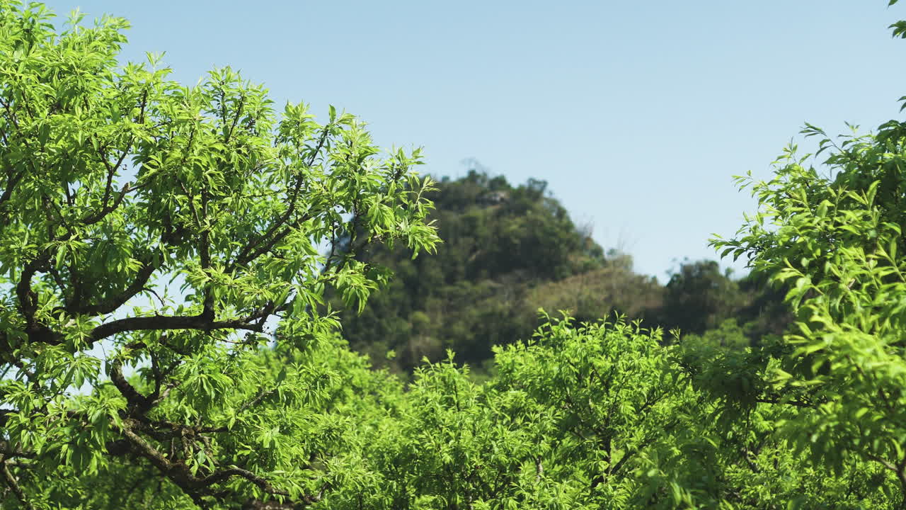 Alternate general clip of early fruit development on plum blossom tree branches, with clear sky background and leaves moving on wind. Shot on 4K.