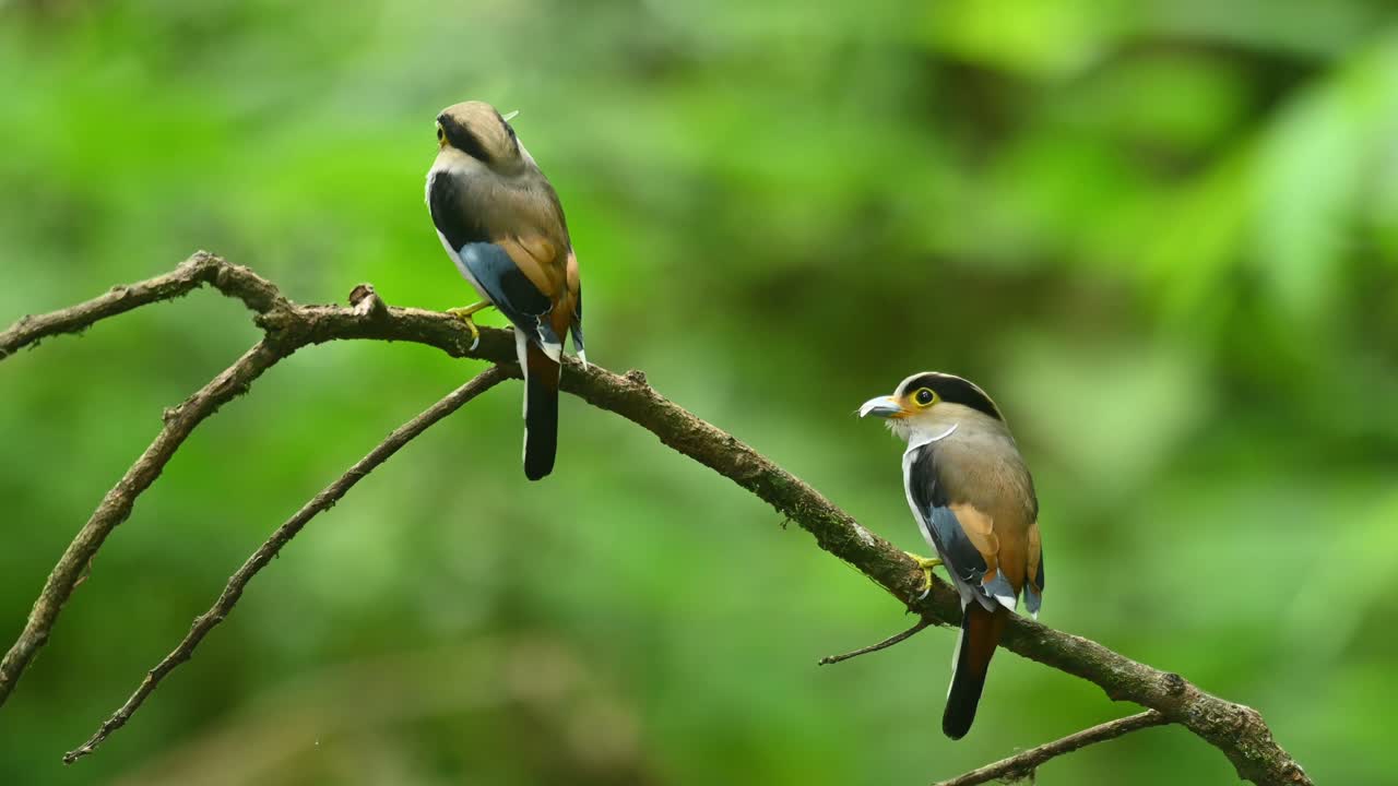 Silver-breasted broadbill, Serilophus lunatus